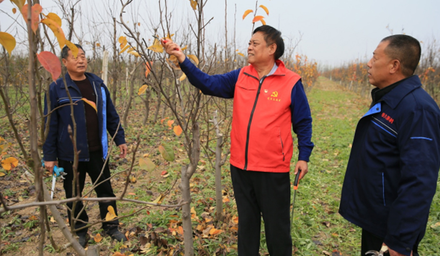 在文安縣興隆宮鎮大龍華村，農技專家劉保國正在給農民講解果樹修剪技術。 陳有柱攝