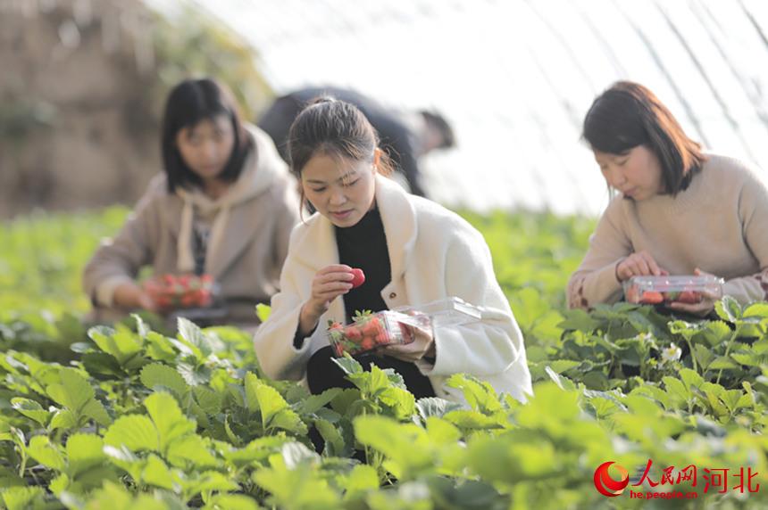 11月12日，游客在河北省固安县东杨先务村自留园专业种植合作社温室大棚内采摘草莓。 孙亚安摄