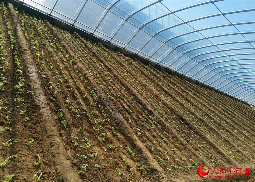 青先農場職工正在緊鑼密鼓進行芹菜栽種。史得江攝