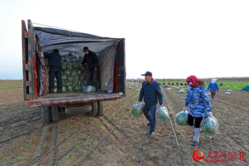 河北省唐山市灤南縣東黃坨鎮東玉坨村農民在田野裡裝運香菜。 張永新攝