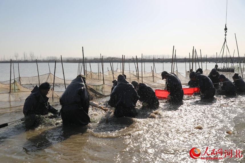 河北省唐山市豐南區柳樹瞿阝鎮淡水魚養殖基地內，漁民正在池塘裡捕撈鯉魚。 李福政攝