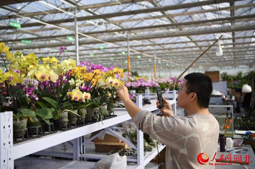 永清縣恆美國際花都鮮花市場，花商正在進行直播賣貨。劉欣羽攝