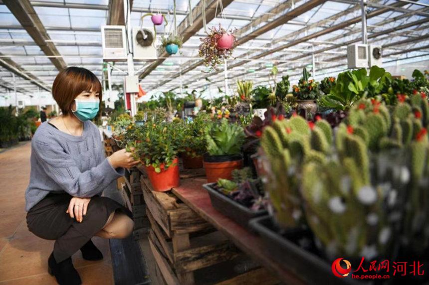 永清縣鮮花市場，顧客選購鮮花。劉欣羽攝