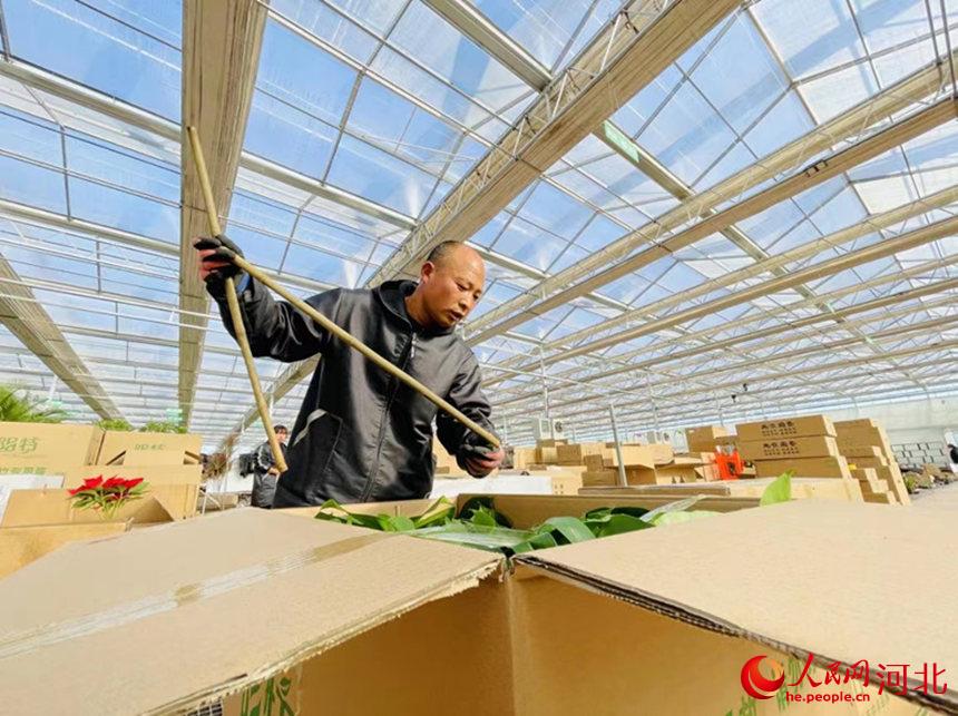 永清縣鮮花市場，花商正在打包銷售龜背竹。劉欣羽攝