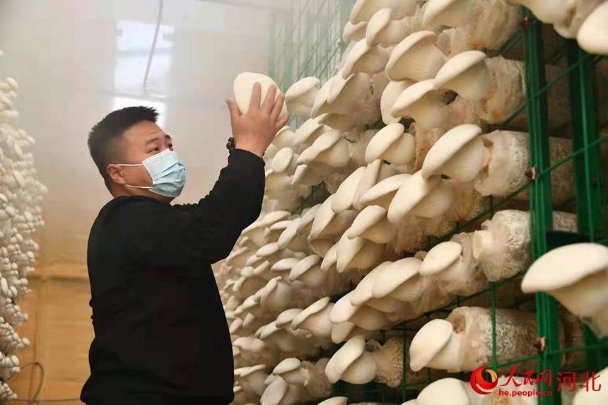在行唐縣玉亭鄉疙瘩頭村白靈菇種植基地，工人正在採摘白靈菇。 劉梅全攝