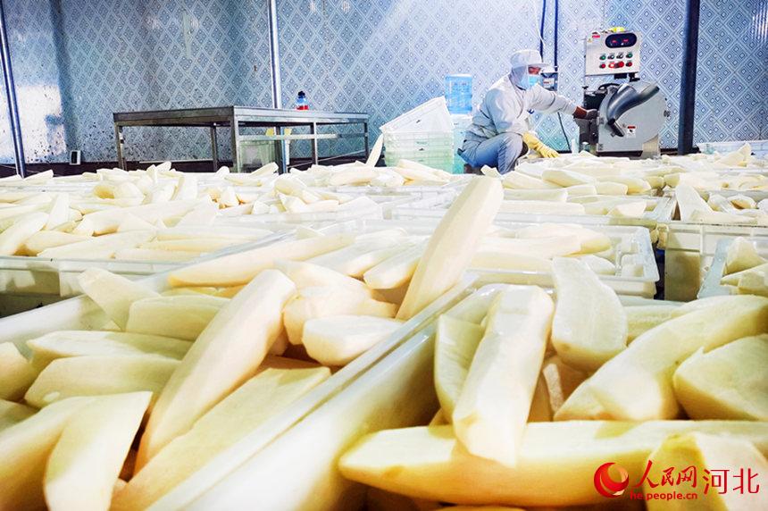 廊坊市广阳区种植养殖专业合作社，员工对白萝卜进行切片。张雪摄