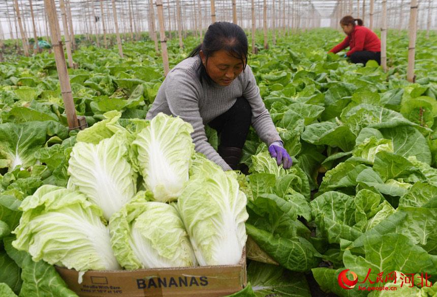 ��������ׯ��������Ҵ����ڣ����񽫰�ͷ��װ�䡣������