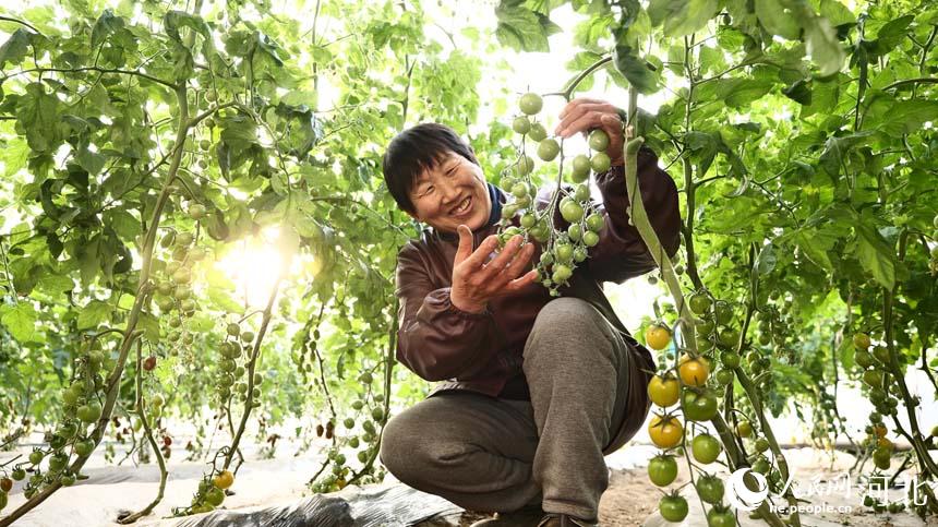 迁安市滨河街道的乐丫农业生态产业园工人正在查看五彩西红柿生长情况。 康永利摄