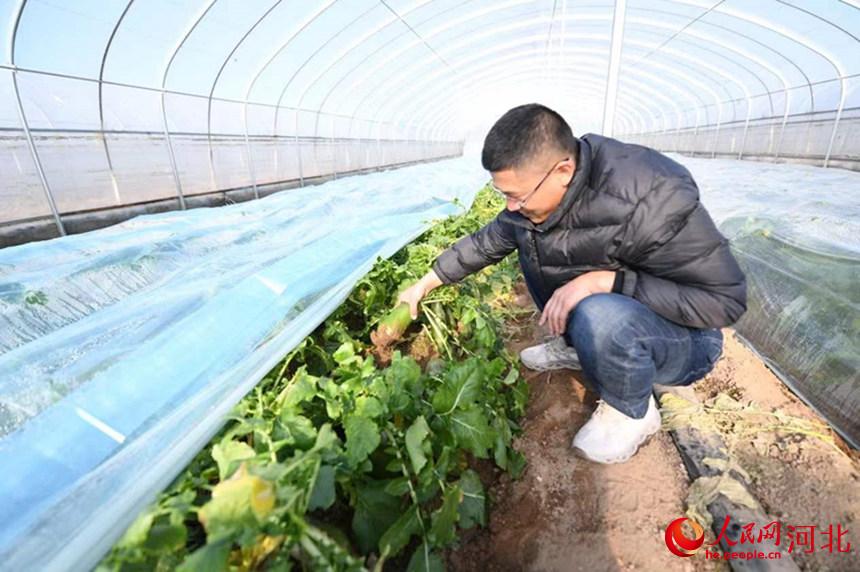 永清县农业农村局工作人员对萝卜进行采样。 张磊摄