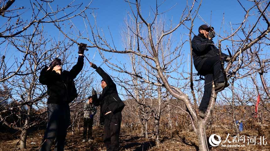 河北省迁安市建昌营镇南冷口村果农正在修剪樱桃树。 康永利摄
