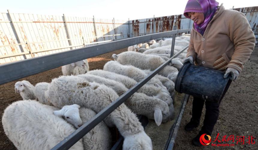 在文安县大围河乡大围河村陈波家庭农场，农民正在喂养羊群。 王晖摄