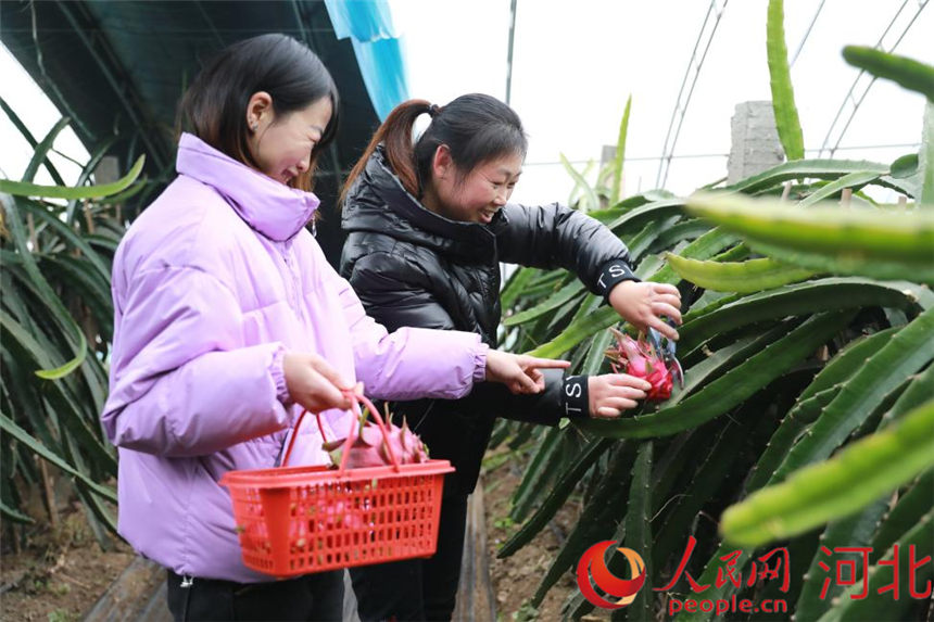 游客们正在农场采摘火龙果。 刘鹏摄