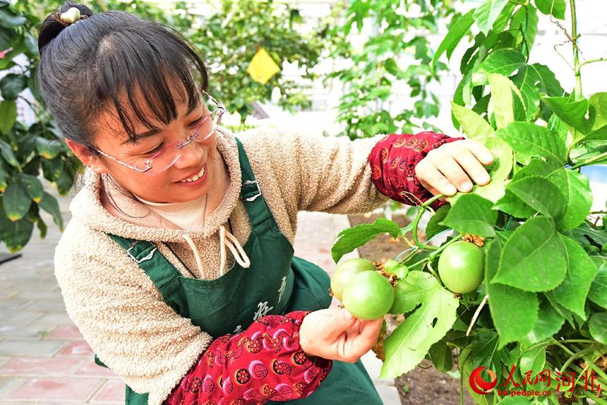 12��15�գ��ӱ����ز��������ũׯ������Աչʾ�������Ҵ�����ֲ�İ������ ����ƽ��