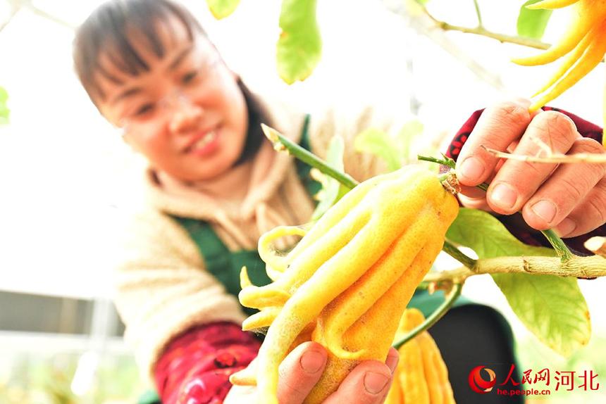 12��15�գ��ӱ����ز��������ũׯ������Աչʾ�������Ҵ�����ֲ���ȴ�ˮ��ӡ�ȷ��֡� ����ƽ��