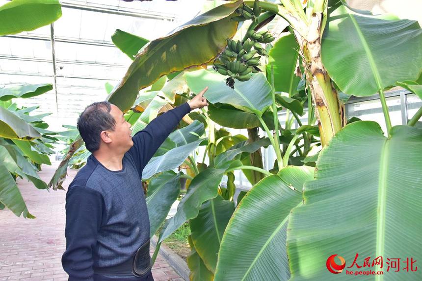 12��15�գ��ںӱ����ز��������ũׯ�������Ҵ����������Ա����߽���Ӧ�������չ���ڼ�����ֲ���㽶���� ����ƽ��