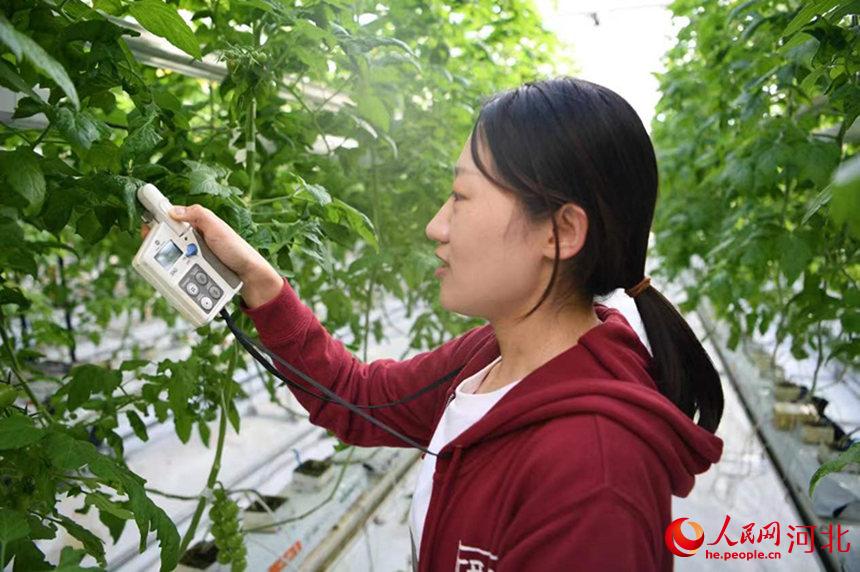 基地工作人员测量小番茄SPAD值。 刘欣羽摄