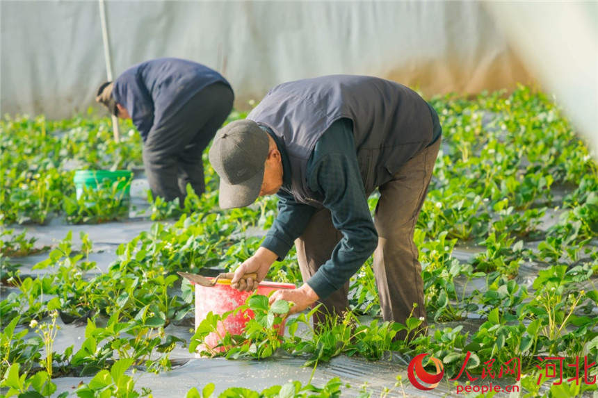 12月20日，易縣匡山村生態種植大棚內農民正在給草莓除草。 馬原攝
