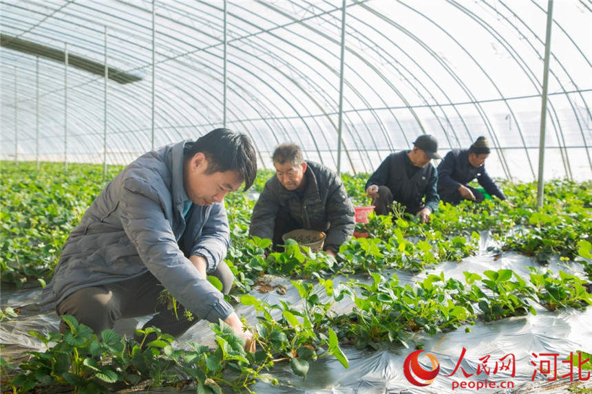 12月20日，易縣匡山村生態種植大棚內農業技術人員和農民正在給草莓劈葉、除草。 馬原攝