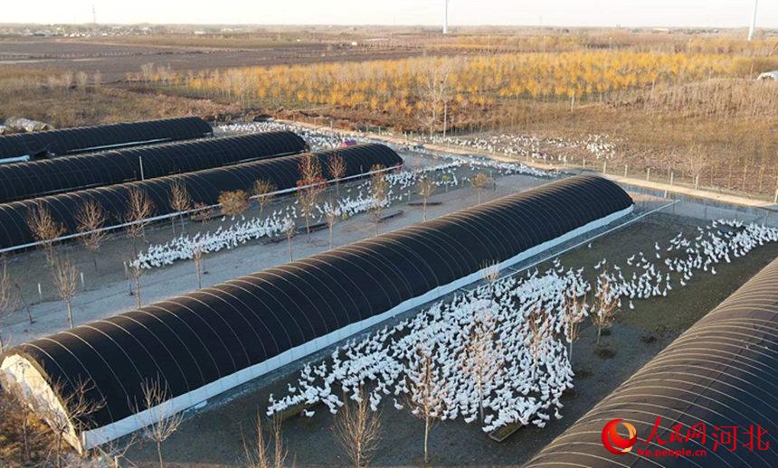 河北金儂景農業科技有限公司農場航拍。 鄧建民攝