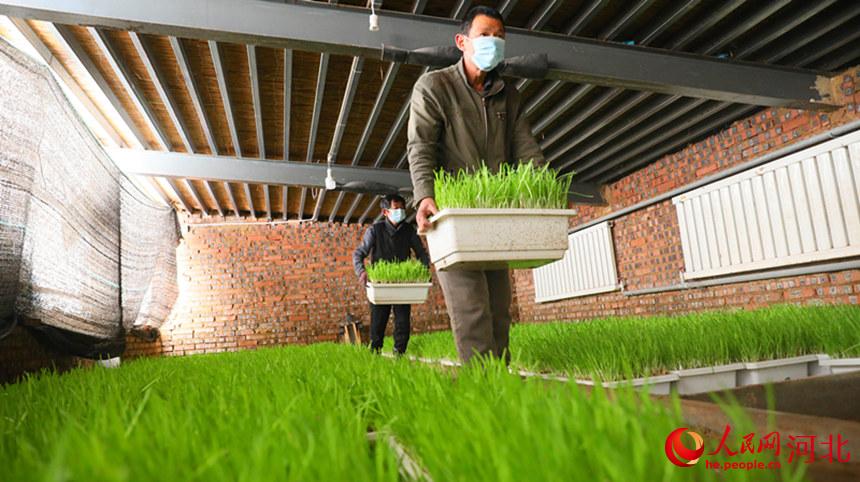 在河北省南宮市北胡辦小關村農民在暖棚內搬運收獲的黃韭。 田威攝