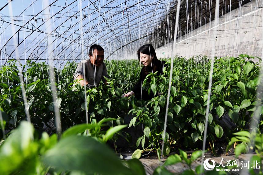 רҵվ���ĿƼ���Ա���ң����뵽�ӱ�ʡǨ����ľ������һ��ͥũ���߲˴����ڣ�����������߲˹������֪ʶ�� ����ˮ��