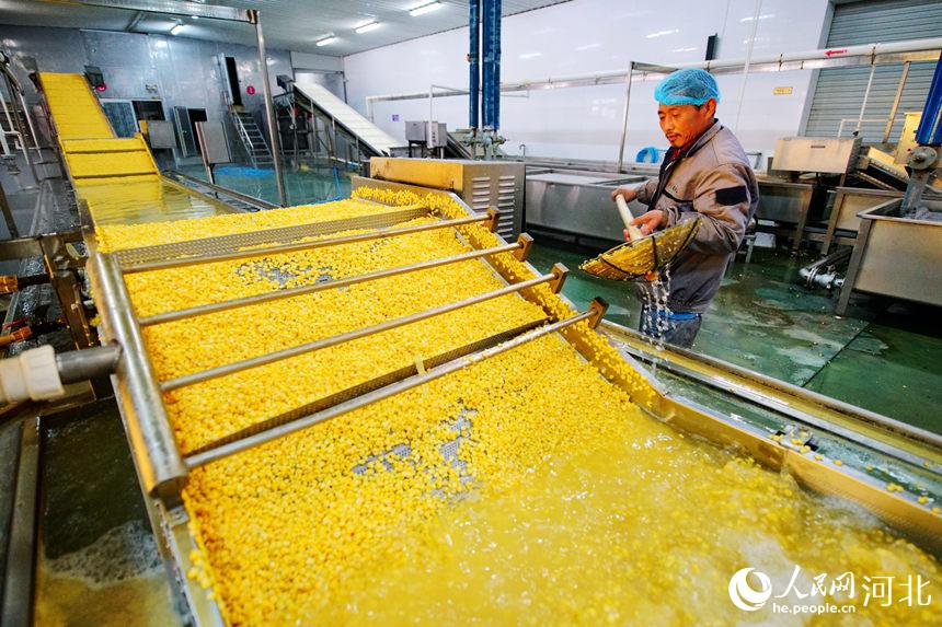 乐亭县一家甜玉米加工企业的工人在生产线上工作。 刘江涛摄