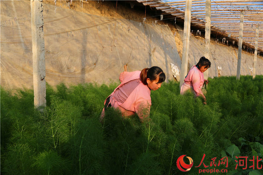 定興縣石象村蔬菜種植基地內，工人在為球莖茴香鬆土。 定興縣委宣傳部供圖