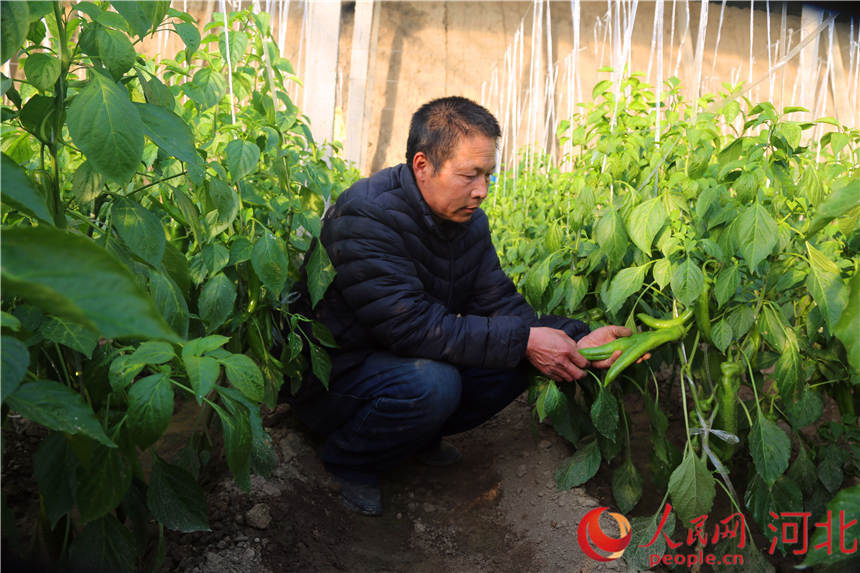 定興縣石象村蔬菜種植基地內，技術人員正在查看彩椒長勢。 定興縣委宣傳部供圖