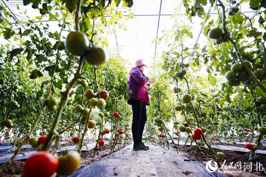 在河北省唐山市丰南区岔河镇中大农民种植专业合作社,村民正忙着采收成熟的“丰南西红柿”。毕帅摄