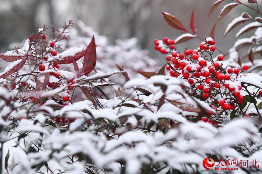 2022年1月5日，河北省邯郸市广平县滨河公园瑞雪覆盖下的忍冬。程学虎摄