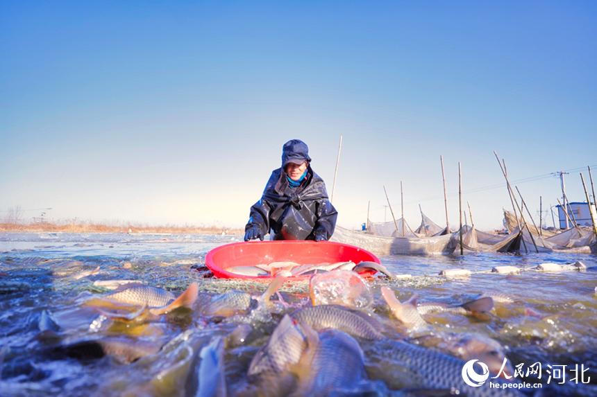 在河北省唐山市丰南区大新庄镇孟庄子村，工人们正在拉网收鱼。 毕帅摄