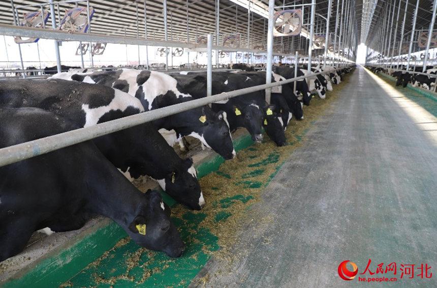 大城縣牧牛人農業科技有限公司奶牛在吃飼料。楊莎莎攝
