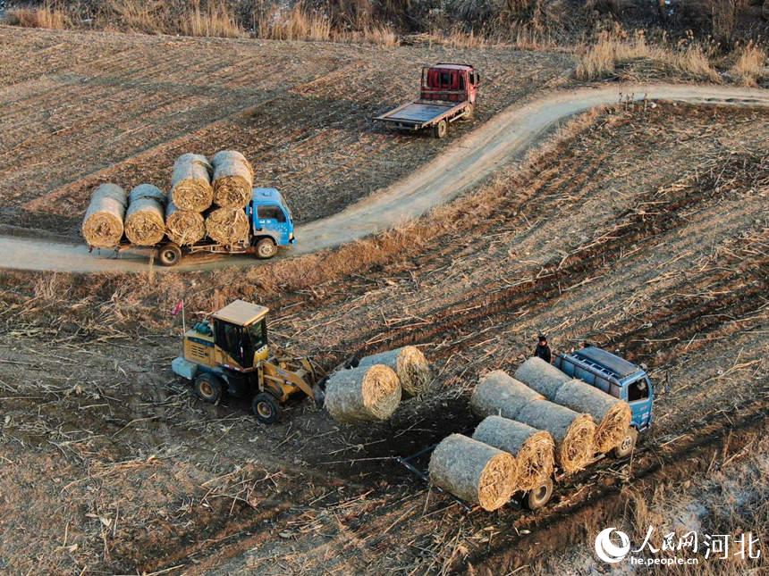 在河北省唐山市豐南區王蘭庄鎮，農業機械正在進行秸稈裝車外運。崔光攝