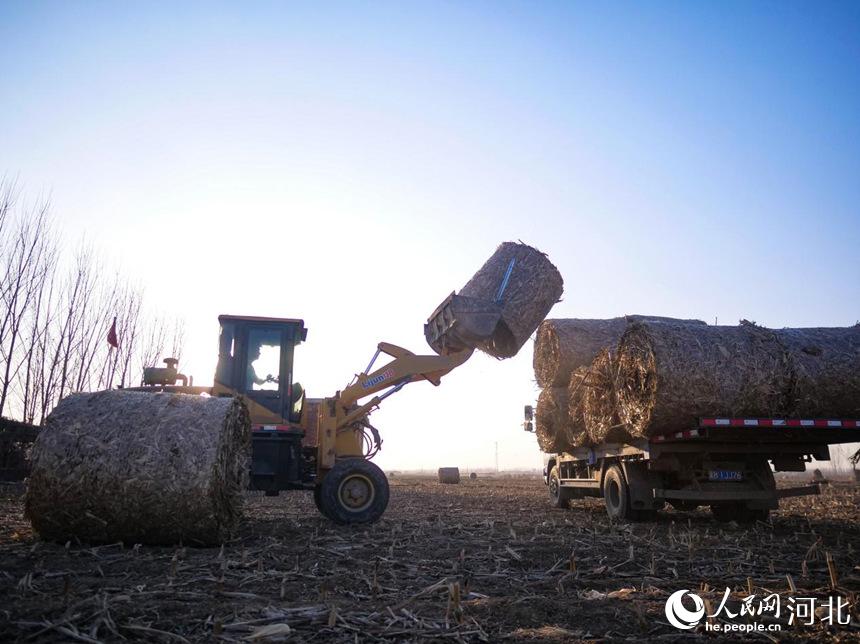 在河北省唐山市豐南區王蘭庄鎮，農民駕駛農機在田間回收玉米秸稈。崔光攝
