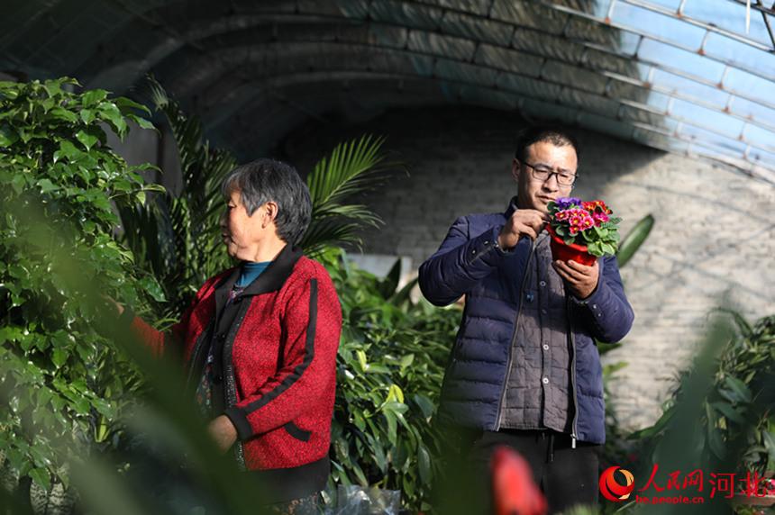 河北省臨城縣臨城鎮王庄村農民在大棚內打理花卉。 徐少立攝