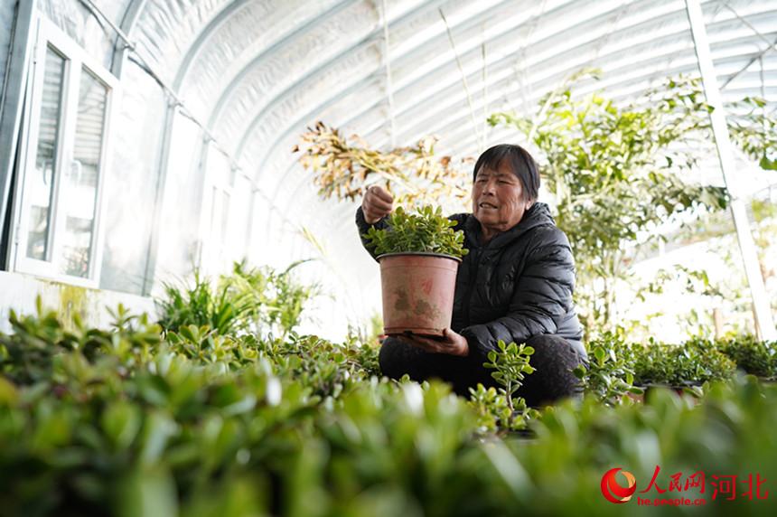 河北省臨城縣東鎮鎮南孟村農民在大棚內打理花卉。 王永周攝