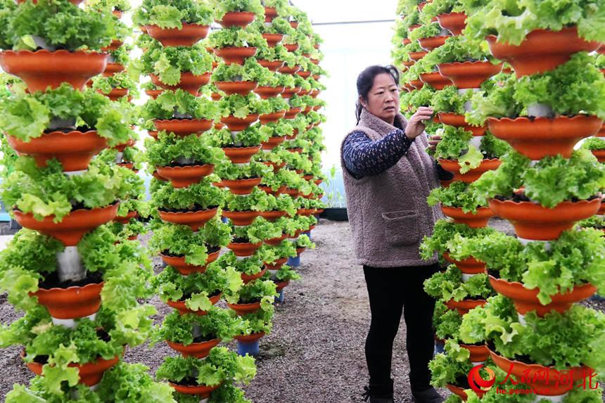 2022年1月20日，在邯郸市广平县南阳堡镇后南堡村温室大棚内，农户正在管理蔬菜。 程学虎摄