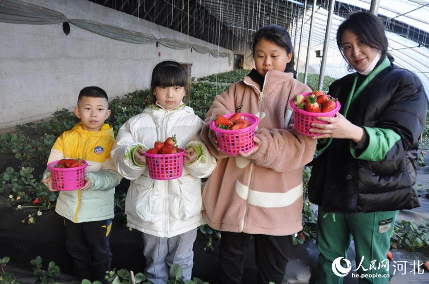 游客在遷安市扣庄鎮蘭若院村果蔬大棚採摘園展示採摘的草莓。 商立超攝