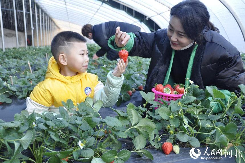 游客在迁安市扣庄镇兰若院村果蔬大棚采摘园采摘草莓。 商立超摄