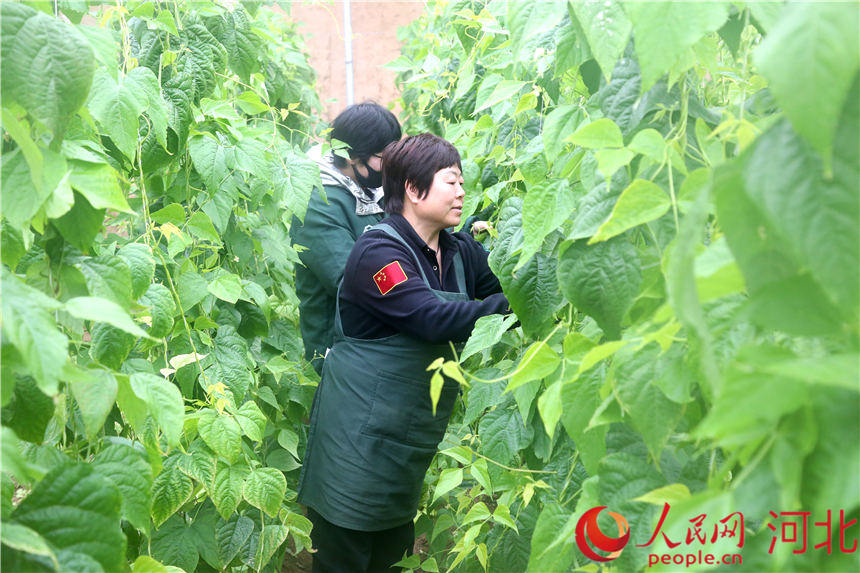 菜农们正对无丝豆进行田间管理。定兴县委宣传部供图