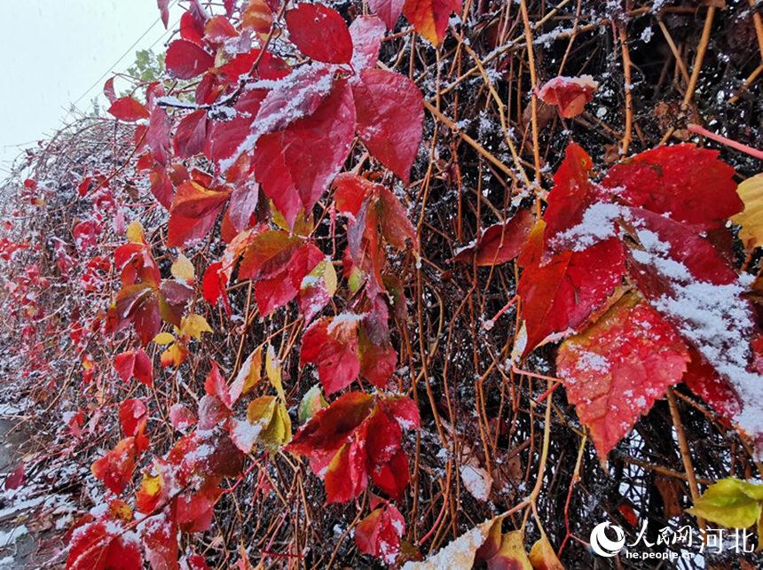 1月22日，滄州市海興縣迎來了2022年第一場雪。 劉亮攝