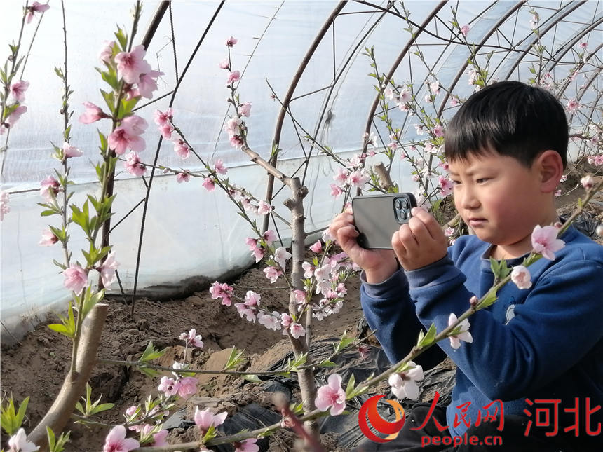 涿州市东城坊镇三城村的油桃温室大棚里，桃花朵朵，一名小朋友在拍照。 长安摄