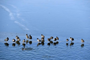 河北文安：野鸭戏水爱碧波隆冬时节，走进文安县赵王新河湿地公园，水面碧波荡漾，清澈的河水吸引了上千只野鸭在此繁殖栖息。它们时而翩翩起舞、时而水中嬉戏玩耍，很是怡然自得。[详细]