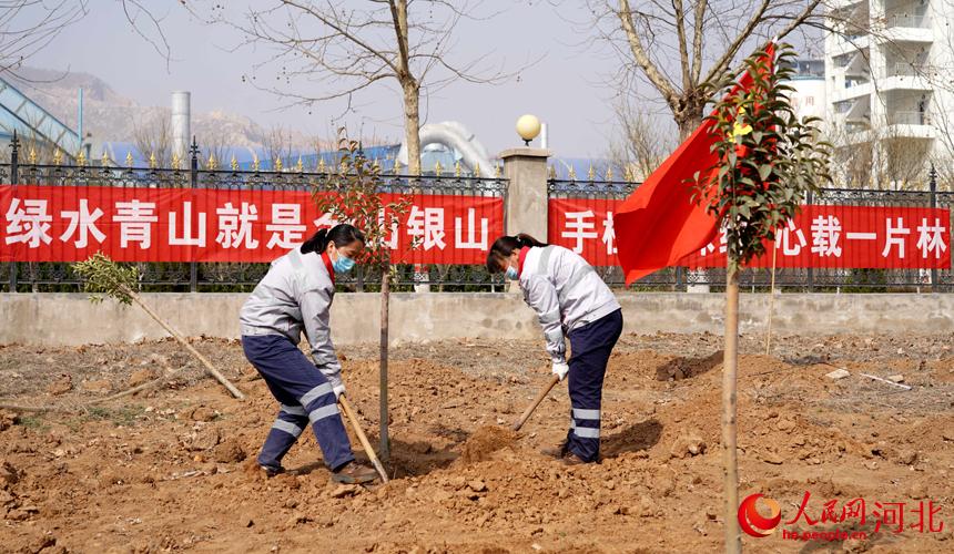 邢台金隅职工在石邢公路沿线植树。 宋继昌摄