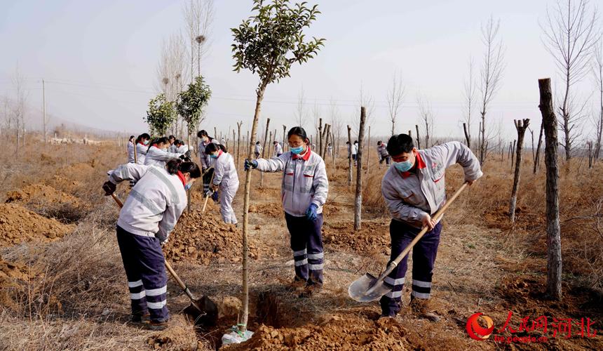 邢台金隅职工在石邢公路沿线植树。 宋继昌摄