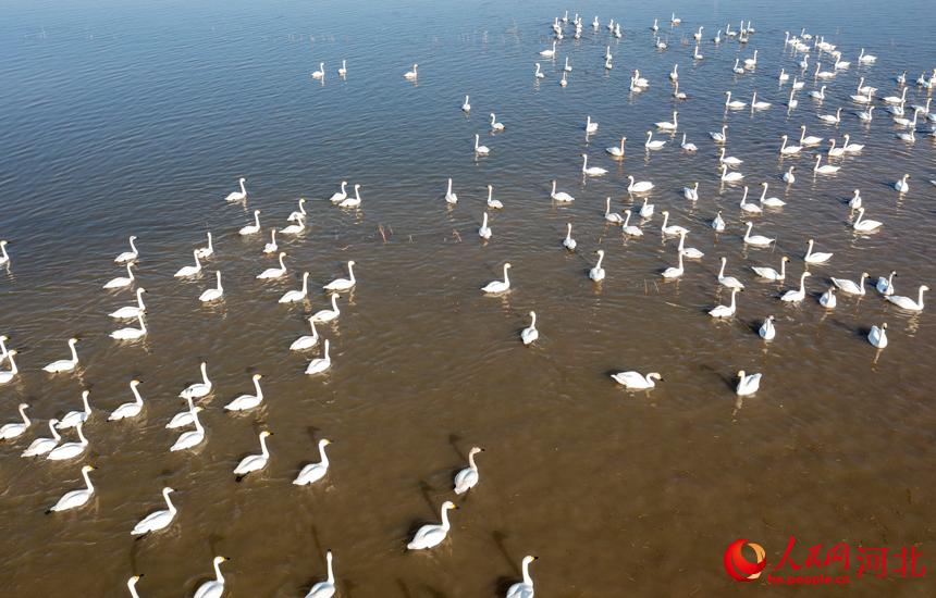 白天鵝在曹妃甸區五農場濕地裡棲息、覓食。 季春天攝