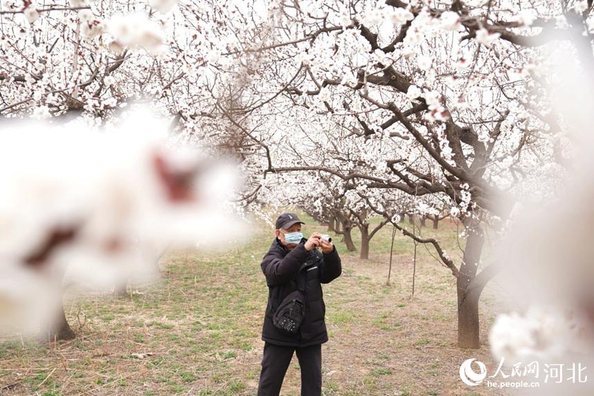 2022年3月16日，摄影爱好者在河北省巨鹿县元泽路杏花园内拍照。 马羚摄