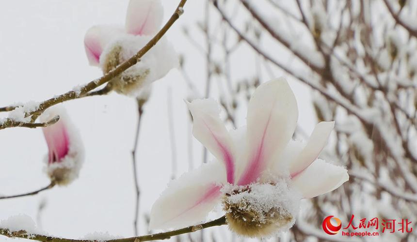 初綻玉蘭輕戴雪。白天龍攝