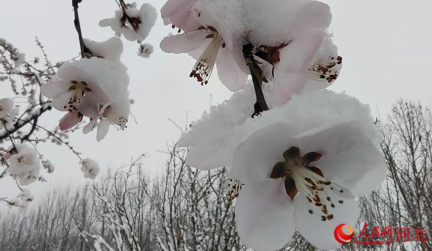 桃花映雪 ，暗香浮動。 李月英攝