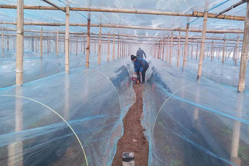 大城縣長蘆疃村蔬菜種植戶使用增溫塊兒為大棚增溫。 袁銘澤攝